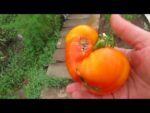 Tomaten challenge das ganze Video