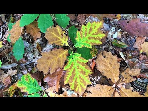 Last beautiful day of the year a 10 km hike in 4K 16-10-2017 Vlog 261