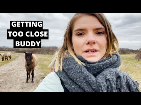 WILD HORSES: I went looking for the wild Dutch Konik horses!