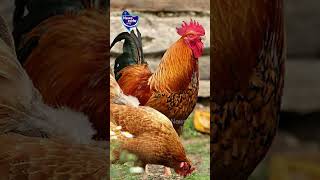 கோழி முட்டை சைவமா அசைவமா ஆராய்ச்சி சொல்லும் முக்கிய பதில்!! | NewsCafe Tamil