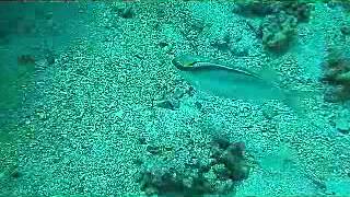 preview picture of video 'Seychelles Underwater Scenes Jan 2013'