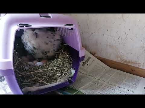 Seidenhühner Silverruds bla Küken Update