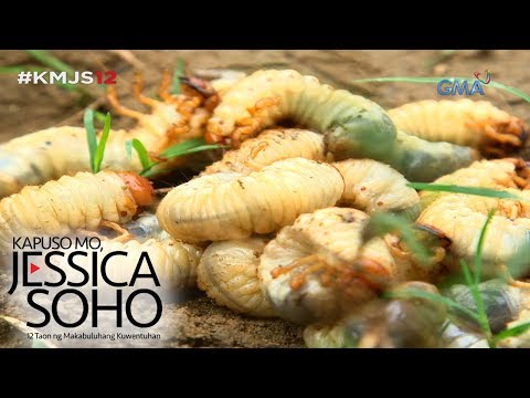 Kapuso Mo, Jessica Soho: Pinoy exotic foods, yummy o yucky?