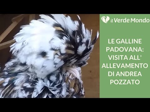 Verme in un maynkrafta Come vedere un dottore con vermi