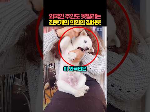 외국인 주인도 못 말리는 진돗개의 희안한 잠버릇