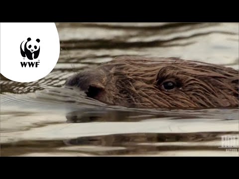 De bever, meesterbouwer