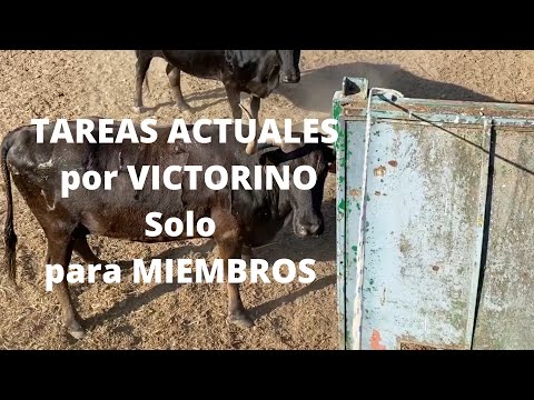 Tareas ACTUALES por VICTORINO para MIEMBROS
