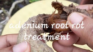 How to save a rotted adenium plant #gardening #adenium #adeniumlover #adeniumcare