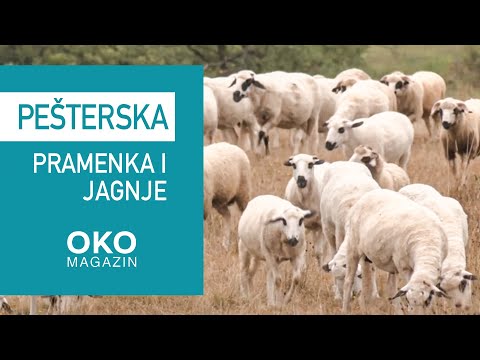 Oko magazin: Pešterska pramenka i jagnje koje miriše na majčinu dušicu