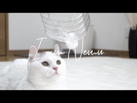 [Munchkin cat]Kitten Nemu.I have to know