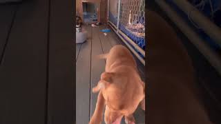 Video preview image #1 Mutt Puppy For Sale in Westwood, NJ, USA