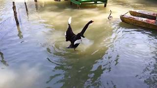 Abkhazia. New Athos. Part 3. Swans