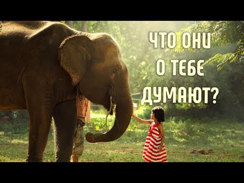 Что слоны думают о людях? | И еще несколько интересных фактов