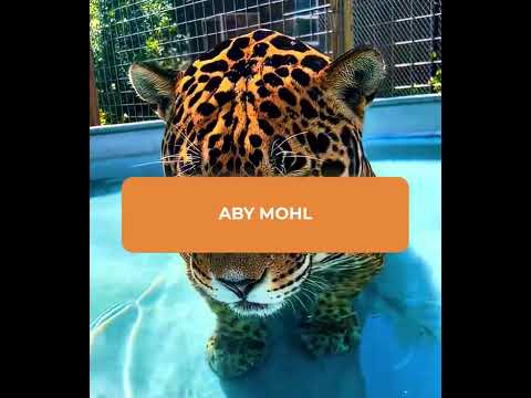 Tento jaguár se uzdravil #shorts #zajimavosti