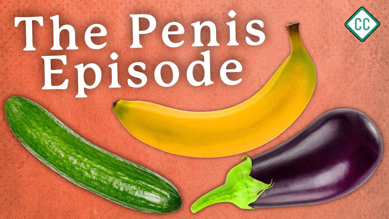 The Penis Explained: Sex Ed #3