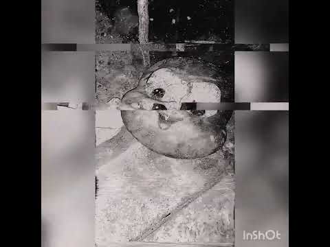 turma da Monica em!! (Deep Web)