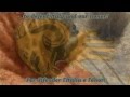 Girls Und Panzer - AMV - Anzio - Fiamme Nere (Il ...