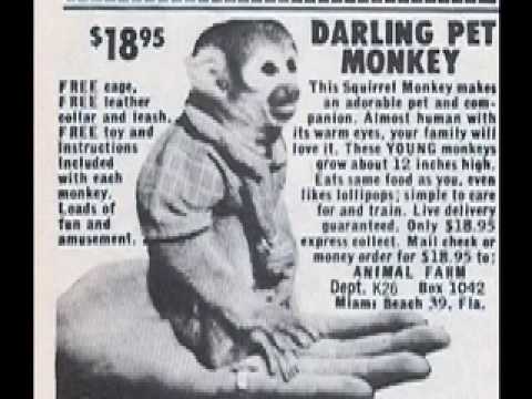 The Von Zippers- Monkey On You