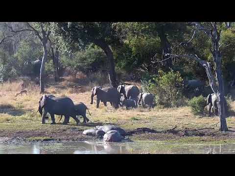Djuma: Elephants and Hippos - 14:55 - 06/16/21