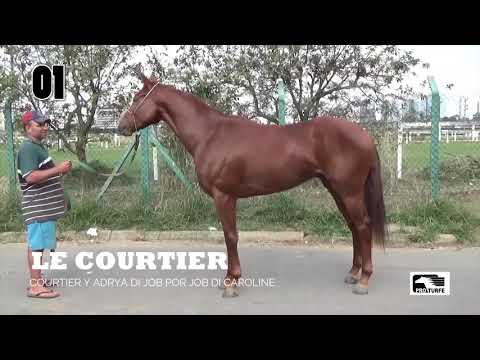 Lote LE COURTIER (BRZ)