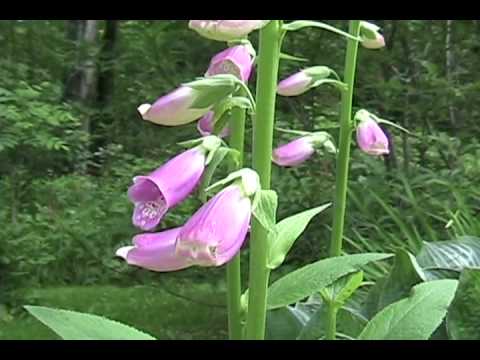 Poison Plants series- Foxglove 1.wmv