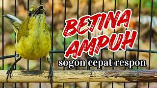 Download lagu Suara Pikat Sogon Betina Ampuh Flawless Female Sunbird Decoy Audio mp3 Download lagu Suara Pikat Sogon Betina Ampuh Flawless Female Sunbird Decoy Audio mp3