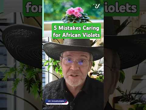 5 Simple African Violet Care Mistakes You're Making Right Now