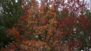 Earth Drum - South Wind Meeting - David &amp; Steve Gordon