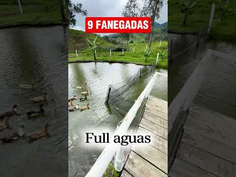 🍃(SE VENDE)🍃ESTÁ FINCA🍃Venta directa con el dueño: (+57) 320 850 2716🍃