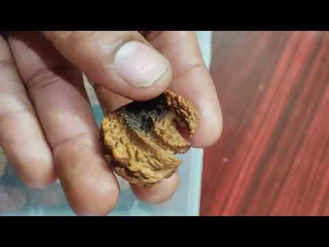 Most powerful #Rudraksha South Indian Trijuti Rudraksha|Original Trijuti Rudraksha Rudraksha-Rudraks