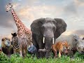 ABC SONG WITH ANIMAL ALPHABET