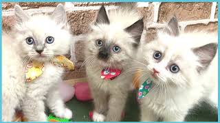 ペットショップCOO&RIKU No00704489(ラグドール)