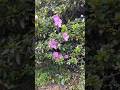 Flowers Is The Most Beautiful Things Of Nature Natural Things
