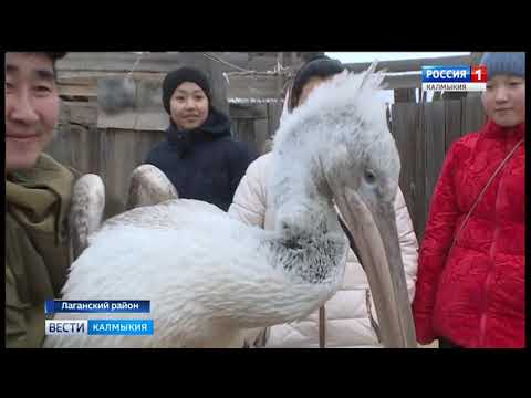 Вести «Калмыкия»: дневной выпуск 13.02.2018