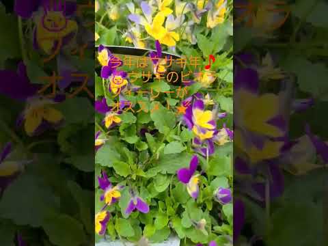 園芸 祈りの植物、ウサギの足、クズ、ヤマネ