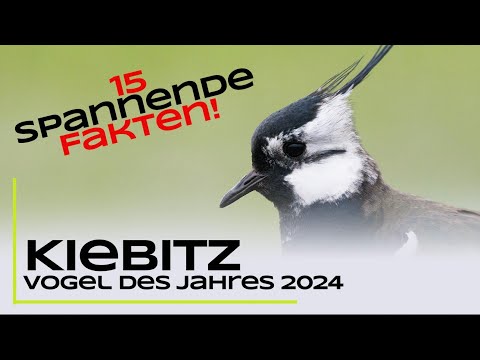 Der Kiebitz - 15 spannende Fakten - Vogel des Jahres 2024