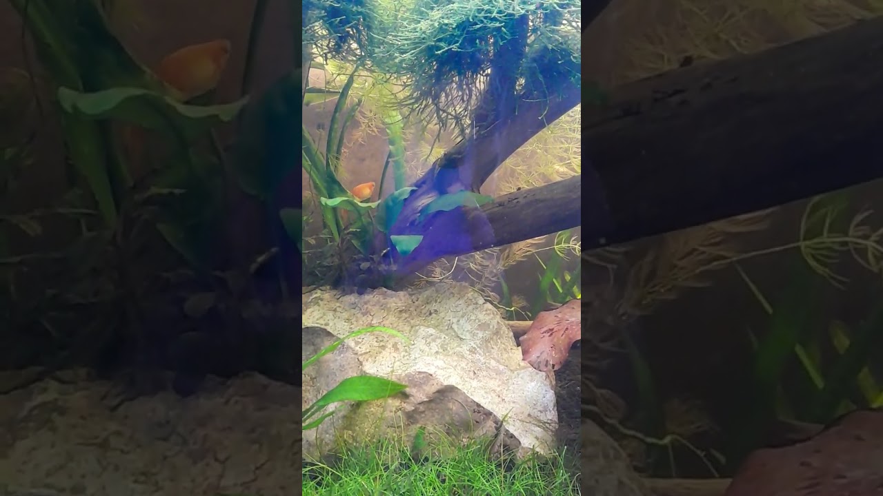 Paul,our rubber lip pleco made an appearance
