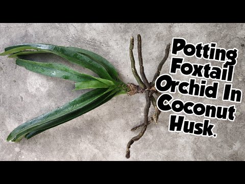 , title : 'Foxtail Orchid In Coconut Husk | How To Plant Rhyncostylis Retusa Orchid ? | Whimsy Crafter'