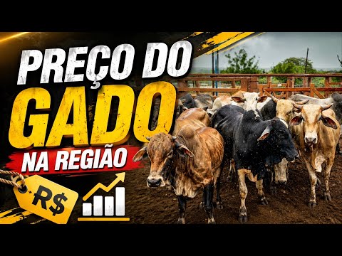 Feira de Gado em Quixabeira Ba  18/06/2026