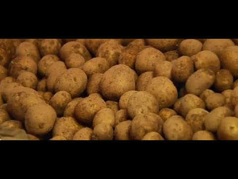 Alles Wissenswerte über die Kartoffel | Burgis