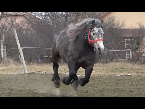 Caii lui Costel de la Giarmata Vii, Timis - 2022 Nou!!!