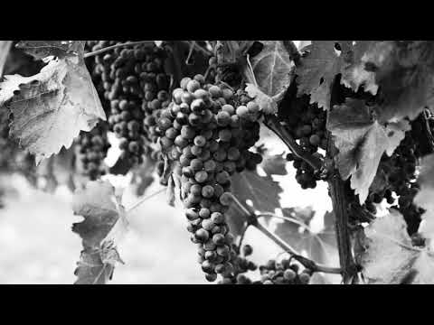 Kaitaro - Grape