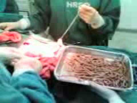 Descrizione di vermi di vlasoglava Che fare se i vermi alladulto hanno apparito