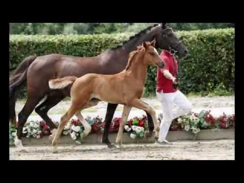 136 State of Georgia Stute v. Sir Heinrich - Fürst Piccolo