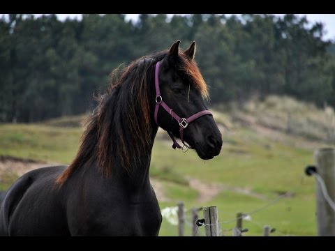 Gestüt Welsum in Bad Zwischenahn