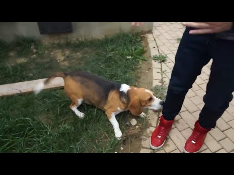 Beagle gras pierde în greutate, Cel mai gras câine din lume