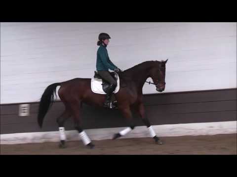 DAGGI 5j. Hann. Stute v. Dauphin - Alabaster VB 5.000,- Euro