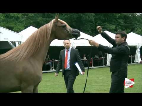N.183 AJ BARARI - Bruges 2016 - Fillies 3 years old (Class 107)