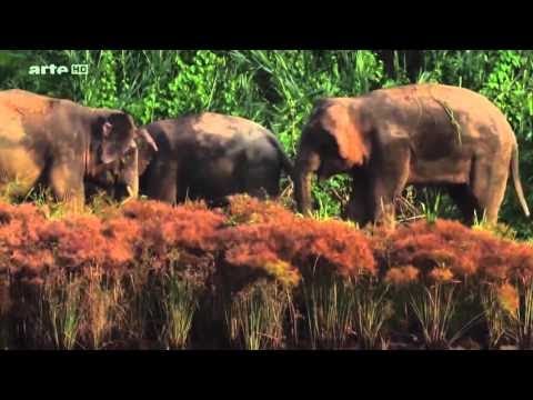Big Five Asien - Der Elefant