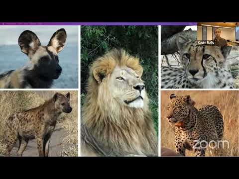 Explorer Classroom | Big Cat Research with Kasim Kafiq